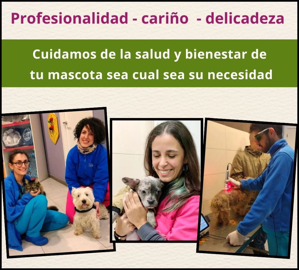 centro veterinario asis alcazar de san juan ciudad real vive alcazar de san juan 70