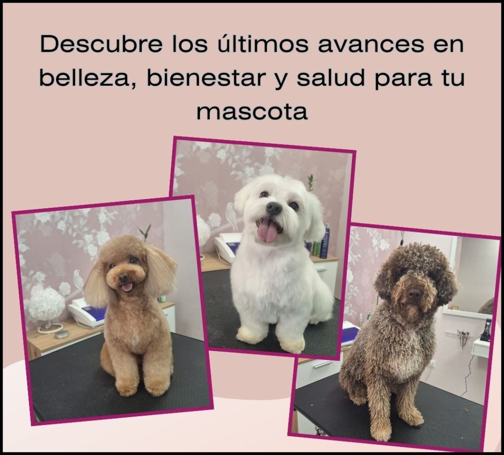 serendipia estetica canina alcazar de san juan vive alcazar de san juan 1